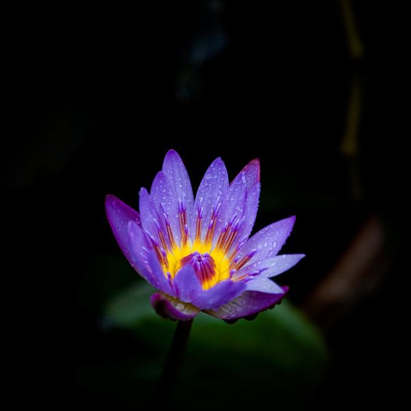 Lotus bleu par Insolitus Fotografie