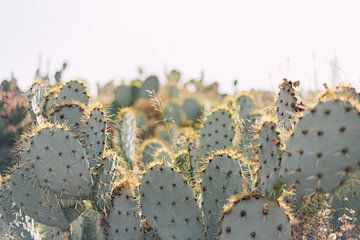 Cactussen onder zonsopgang | Marokkaanse Reisfotografie van Yaira Bernabela