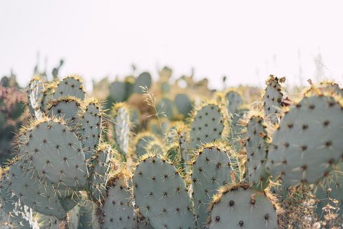 Cacti under sunrise | Morocco