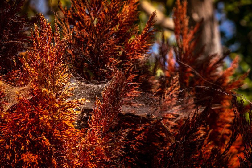 Silk Web In Glowing Amber Light No.2 von Urban Photo Lab
