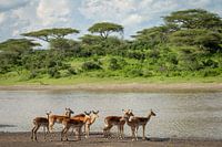 Een groep impala's staat aan de over van een meer