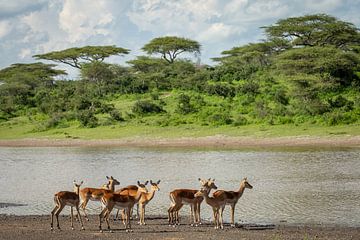 Een groep impala's staat aan de over van een meer