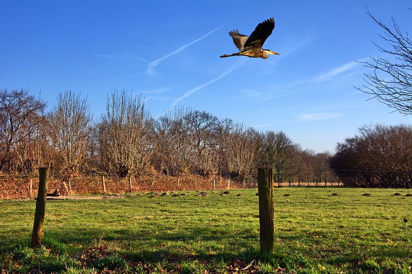 Le vol du héron cendré par Edgar Schermaul