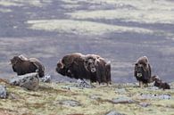 Muskusos in Dovrefjell nationaal park, in de natuurlijke habitat, Noorwegen van Frank Fichtmüller thumbnail