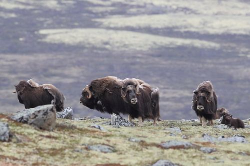 Muskusos in Dovrefjell nationaal park, in de natuurlijke habitat, Noorwegen