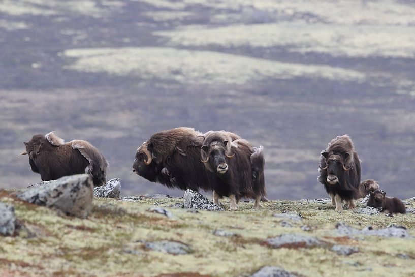 Muskusos in Dovrefjell nationaal park, in de natuurlijke habitat, Noorwegen van Frank Fichtmüller