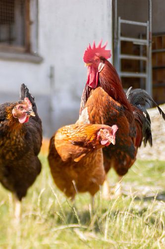 Rooster and chickens