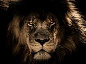 Dark lion head Close-up as he looks directly at you by Atelier Liesjes thumbnail
