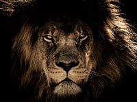 Dark lion head Close-up as he looks directly at you