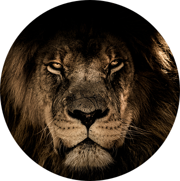 Donkere leeuwenkop Close-up terwijl hij je direct aankijkt