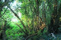 Verdure d'ambiance pour le mur.