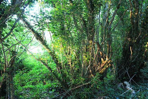 Sfeervol groen voor aan de muur. van Yria Meijer