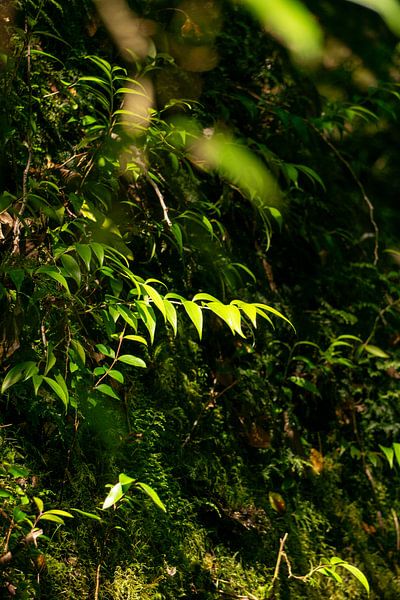 Het blad waar je oog naar toe wordt getrokken. van Eveline Patist