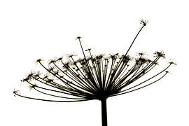 Berenklauw in zwart wit