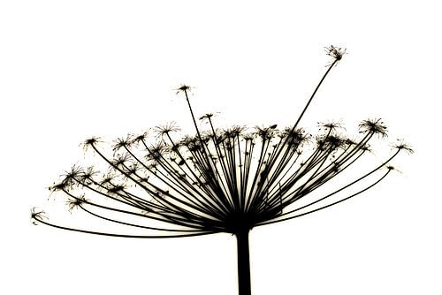 La berce du Caucase en noir et blanc