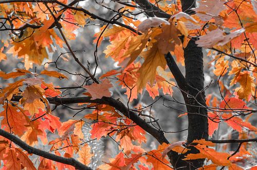 Rode herfstbladeren in het bos
