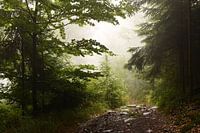Wanderweg im Bayerischer Wald