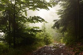 Wandelpad in het Beierse Woud van Mario Hoesel