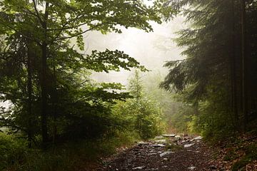 Wandelpad in het Beierse Woud van Mario Hoesel
