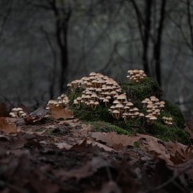 Time of Year van Frank Lavooij