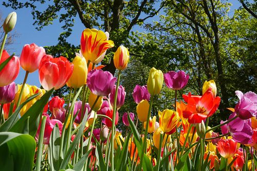 Colorfull tulips