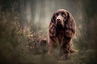 Deutscher stehender langhaariger Hund in der Heide liegend