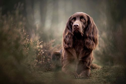 Duitse staande langhaar hond liggend in de heide