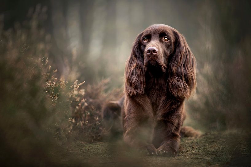 Deutscher stehender langhaariger Hund in der Heide liegend von Lotte van Alderen