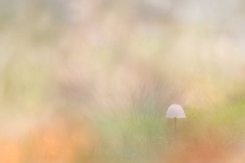 Champignon aux teintes douces