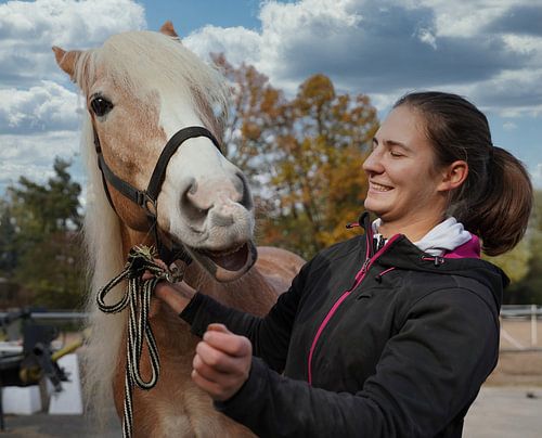 Voorbereiding van een lichtbruine Haflinger met een beige manen voor de training
