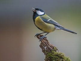 gezang von Jan Heijmans