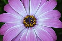 OSTEOSPERMUM Cape Daisy