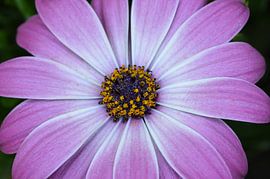 OSTEOSPERMUM Cape Daisy van Marchetti Fotografie