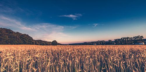 Panorama - zomer op de familieboerderij - graanvelden op de boerderij in Lubkowo