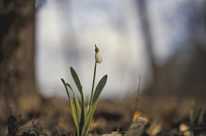Blumen Teil 244