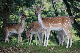 Familie Damhert von Aart Reitsma