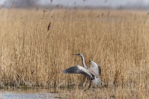 Blauwe Reiger