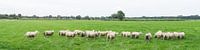 Schapenwei, panorama met kudde schapen van Leoniek van der Vliet thumbnail