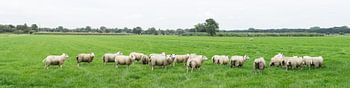 Schapenwei, panorama met kudde schapen