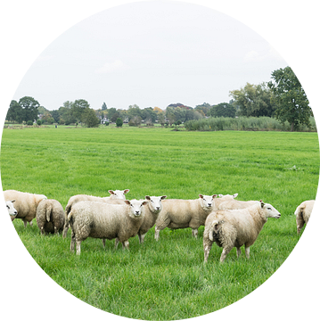 Schapenwei, panorama met kudde schapen van Leoniek van der Vliet