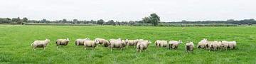 Schapenwei, panorama met kudde schapen van Leoniek van der Vliet