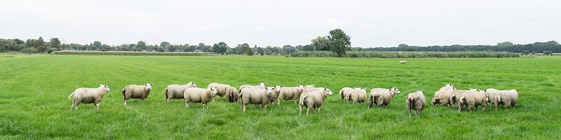 Schafswiese von Leoniek van der Vliet