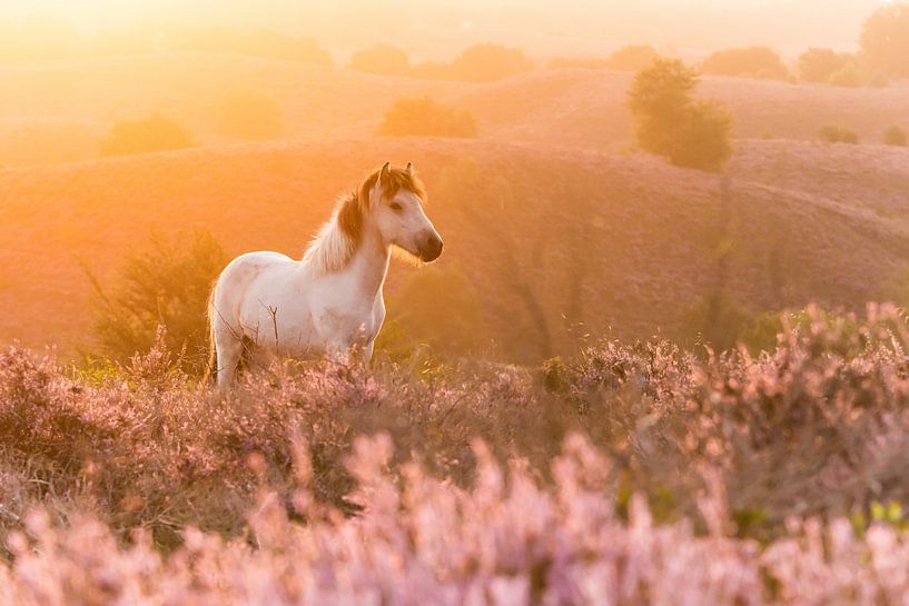 IJslandse Pony bij zonsopkomst van Stijn Smits