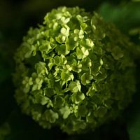 Snowball in the greenhouse.