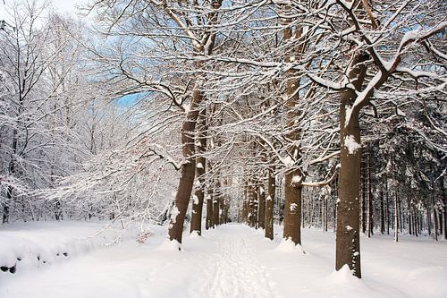 Landschap bos met verse sneeuw