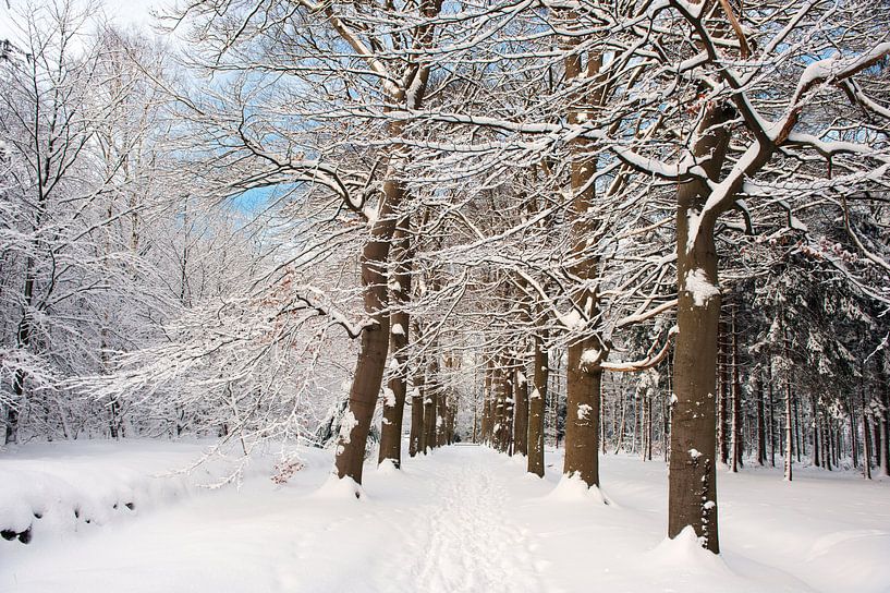 Landschap bos met verse sneeuw van Ivonne Wierink