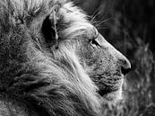 De koning van het dierenrijk van Bouke Lolkema thumbnail