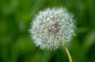 Pusteblume extra scharf von Uwe Ulrich Grün Miniaturansicht