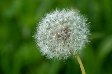 Dandelion extra sharp