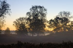 Morgensilhouette Tenhaagdoornheide